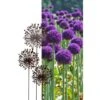 Allium Ø 30 Cm - Decoroest 2 Allium Ø 30 Cm - Decoroest -Oasis Winkel 1511789124 1 600