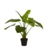 Kunstplant Taro In Pot - 100 × 100 Cm 2 Kunstplant Taro In Pot - 100 × 100 Cm -Oasis Winkel 1633950870 1 600