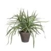 Kunstplant Dracaena In Pot Grijs - 40 × 34 Cm 2 Kunstplant Dracaena In Pot Grijs - 40 × 34 Cm -Oasis Winkel 1633959072 1 600