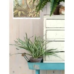 Kunstplant Dracaena In Pot Grijs - 40 × 34 Cm 6 Kunstplant Dracaena In Pot Grijs - 40 × 34 Cm -Oasis Winkel 1633959074 3 600