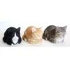Poes Dromend - Levensecht 2 Poes Dromend - Levensecht -Oasis Winkel dromerige poes levensecht 1484061772 1 600