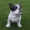 Franse Bulldog Tuinbeeld 2 Franse Bulldog Tuinbeeld -Oasis Winkel franse buldog 1569493561 1 600