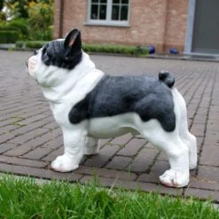 Franse Bulldog Tuinbeeld -Oasis Winkel franse buldog 1569493561 2 600
