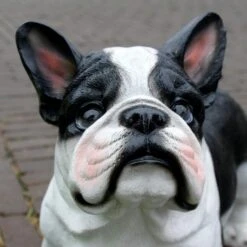 Franse Bulldog Tuinbeeld -Oasis Winkel franse buldog 1569493561 3 600