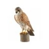 Houten Vogel - Torenvalk 1 Houten Vogel - Torenvalk -Oasis Winkel houten torenvalk 1510841506 1 600