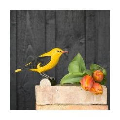 Houten Vogel - Wielewaal 10 Houten Vogel - Wielewaal -Oasis Winkel houten wielewaal 1626081624 3 600