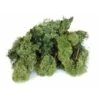 Ijslandmos 150 G - Donkergroen 1 Ijslandmos 150 G - Donkergroen -Oasis Winkel ijslandmos 150 g donkergroen 1596546693 1 600