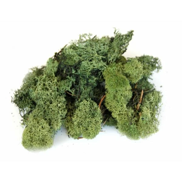 Ijslandmos 150 G - Donkergroen 3 Ijslandmos 150 G - Donkergroen