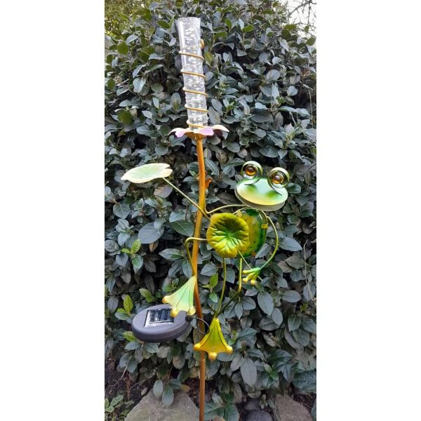 Kikker Met Solar Bloem 2 Kikker Met Solar Bloem