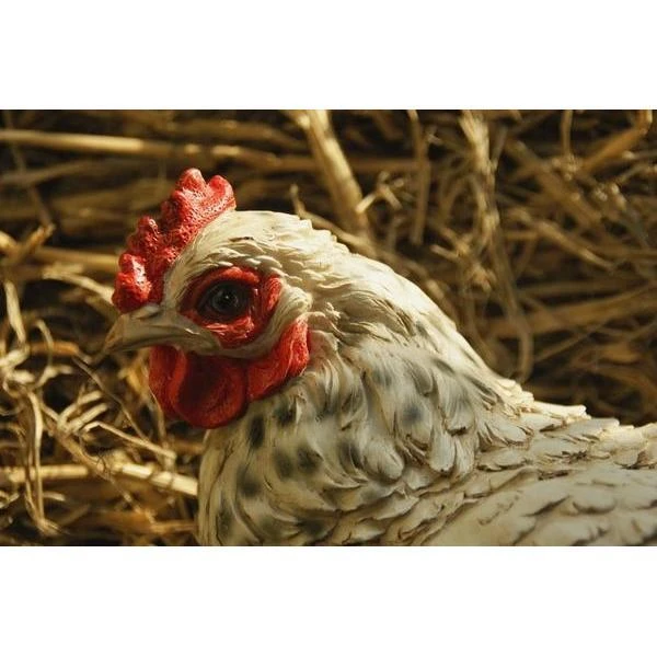 Zittende Kip WIT - Levensecht 4 Zittende Kip WIT - Levensecht - Afbeelding 2