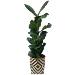 Mand Greece Zwart Naturel - Set Van 3 Stuks 9 Mand Greece Zwart Naturel - Set Van 3 Stuks -Oasis Winkel mand greece zwart naturel 1612447409 1 600