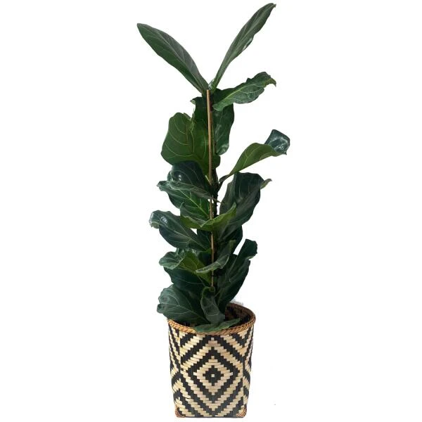 Mand Greece Zwart Naturel - Set Van 3 Stuks 6 Mand Greece Zwart Naturel - Set Van 3 Stuks - Afbeelding 4