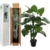 Kunstplant Taro 120 Cm 2 Kunstplant Taro 120 Cm -Oasis Winkel taro in pot 70 x 120 cm 1539337029 1 600