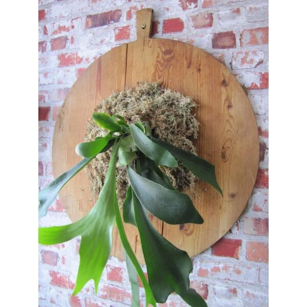 Veenmos Nieuw-Zeeland 5 Veenmos Nieuw-Zeeland - Afbeelding 3