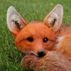 Vos Liggend 7 Vos Liggend -Oasis Winkel vos liggend 1569416943 2 600