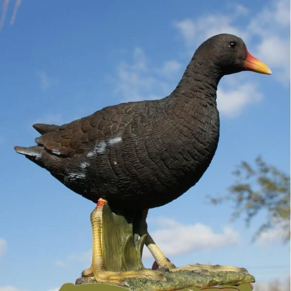 Waterhoen Tuinbeeld 3 Waterhoen Tuinbeeld