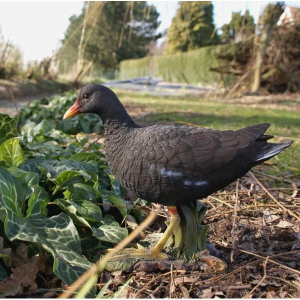 Waterhoen Tuinbeeld 4 Waterhoen Tuinbeeld - Afbeelding 2